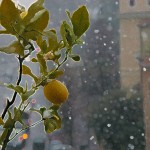 limoncino